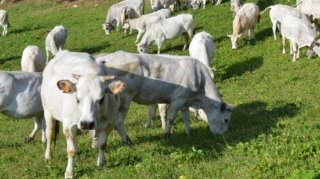 Limone Piemonte - Torna “Caluma el vache”: la festa della transumanza chiude la stagione d’alpeggio