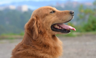 Mondovì – Tre incontri per promuovere il possesso responsabile dei cani