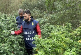 Scoperta piantagione di marijuana lungo il Tanaro: sequestrati 40 chili