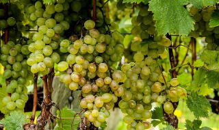 Vendemmia 2025: partenza anticipata sulle colline della Granda