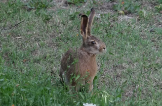 Montà d’Alba - Bracconiere sorpreso di notte: sequestrato il fucile e multa da 4mila euro