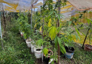 Fossano - 69enne arrestato per coltivazione e detenzione di marijuana